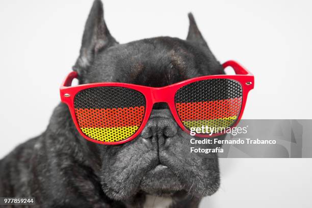 dog with glasses of german flag - fernando trabanco fotografías e imágenes de stock