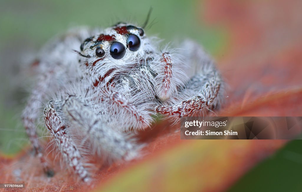 Jumping spider