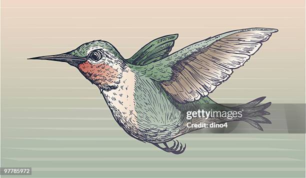 kolibri - hummingbird stock-grafiken, -clipart, -cartoons und -symbole