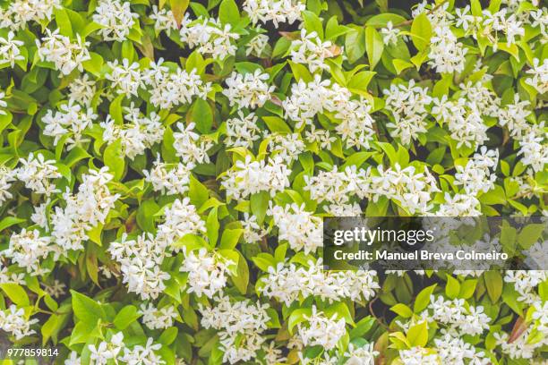 Jasmine Field Photos And Premium High Res Pictures Getty Images