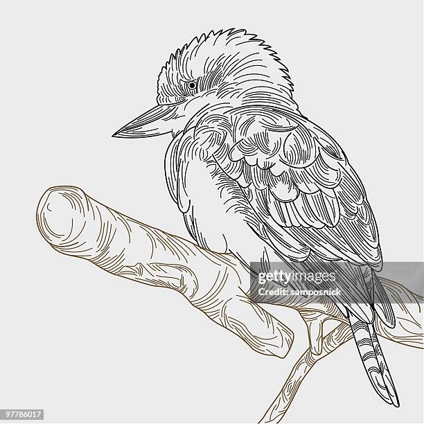 kookaburra on a branch - kookaburra studio stock illustrations