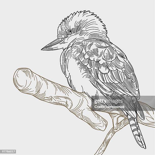 kookaburra on a branch - australian culture stock illustrations