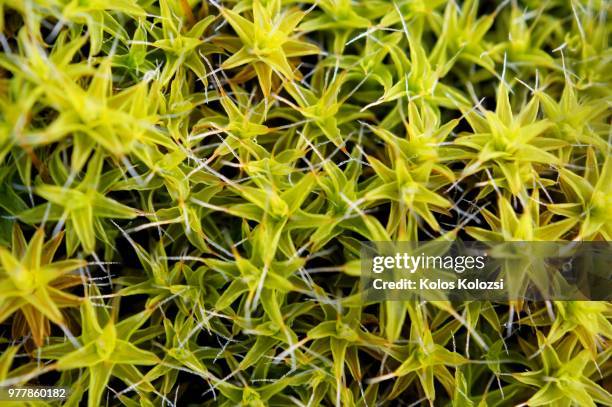 mossy - prothallium stock pictures, royalty-free photos & images