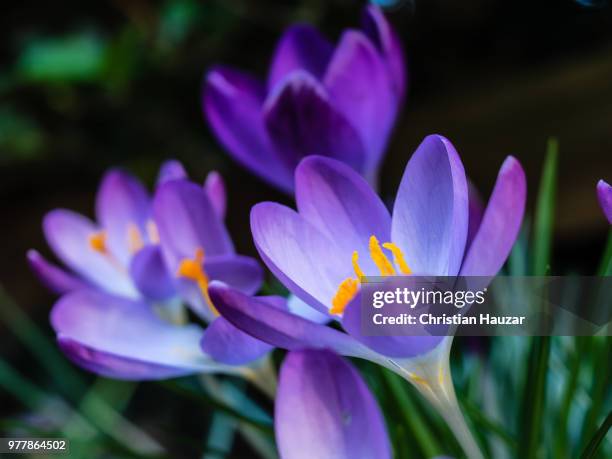 hocus crocus 4 - krokus iris familie stockfoto's en -beelden