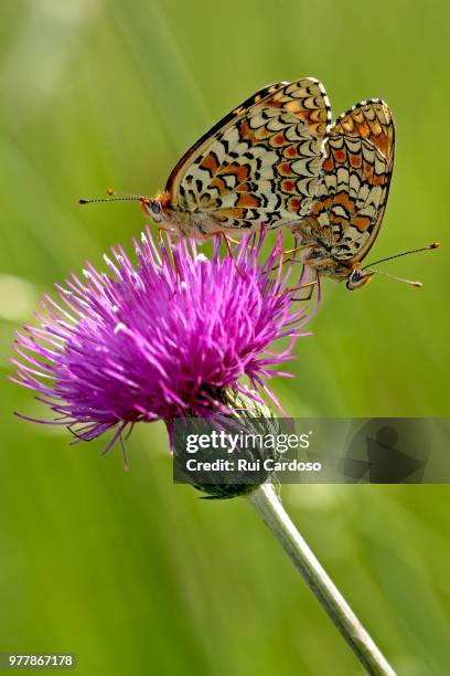 knapweed fritillary (melitaea phoebe) - knapweed stock pictures, royalty-free photos & images