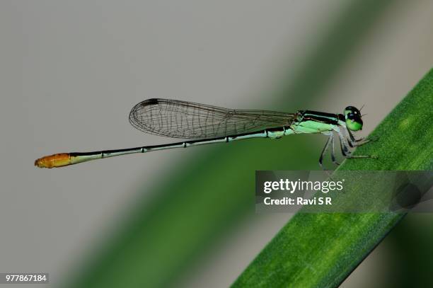 color coded damsel! - color coded stockfoto's en -beelden