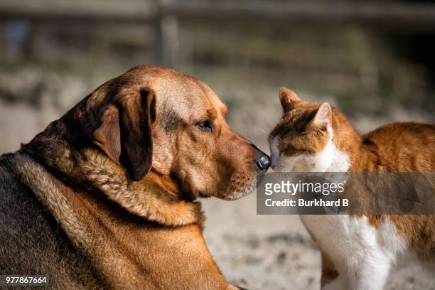 cat and dog touching noses - dog cat stock-fotos und bilder