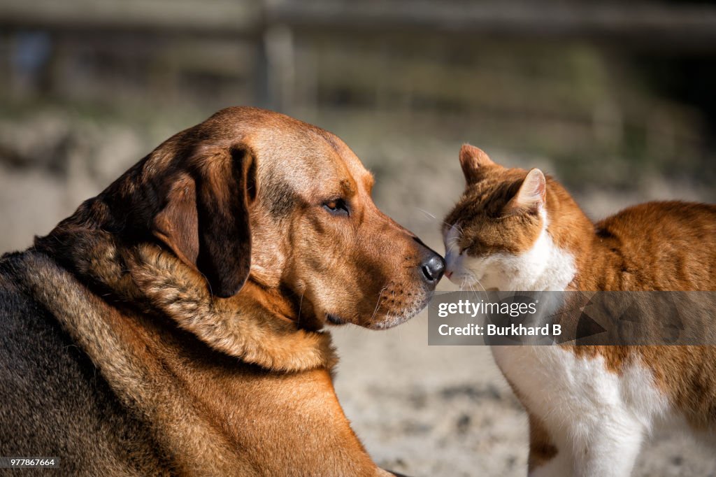 Cat and dog touching noses