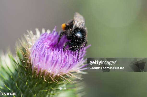 distel biene - distel stock pictures, royalty-free photos & images