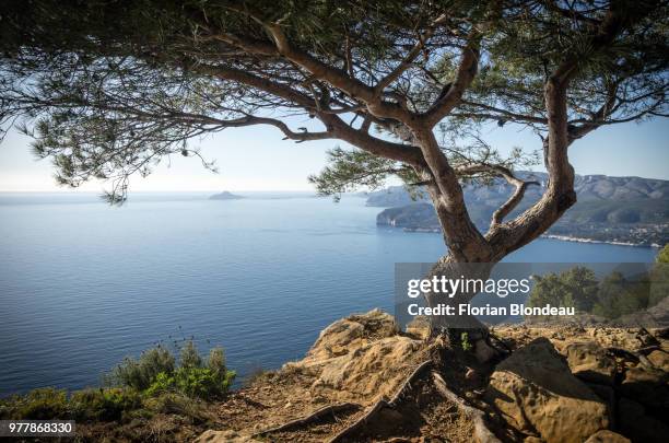 twisted tree on cliff, la ciotat, marseille provence, france - la ciotat stock pictures, royalty-free photos & images