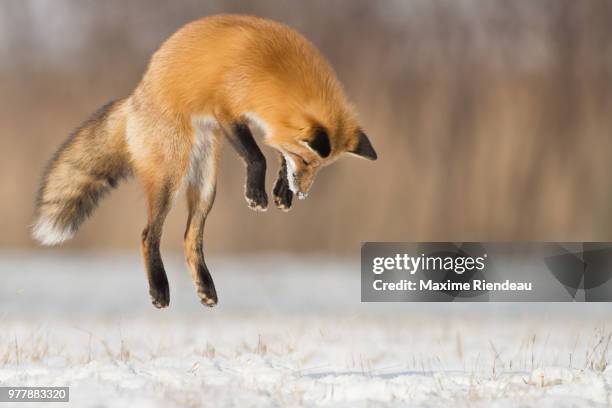fox jumping - fox bildbanksfoton och bilder