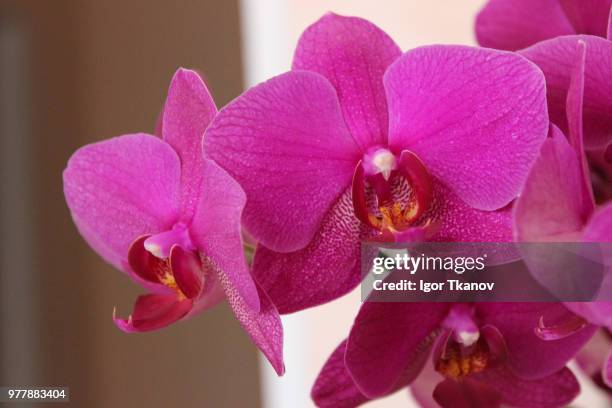 pink orchidea - orchidea ストックフォトと画像