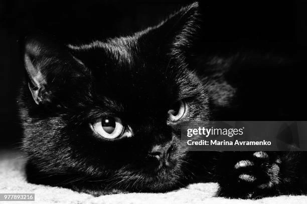 Little Imp Little Imp Photos and Premium High Res Pictures - Getty Images