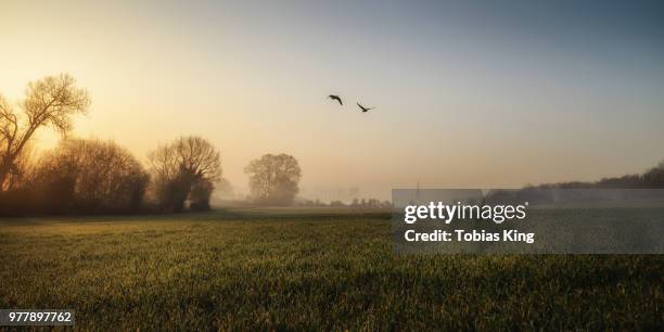 geese flying at dawn, salisbury, england, uk - geese flying stock pictures, royalty-free photos & images