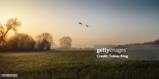 geese flying at dawn, salisbury, england, uk - salisbury inglaterra imagens e fotografias de stock