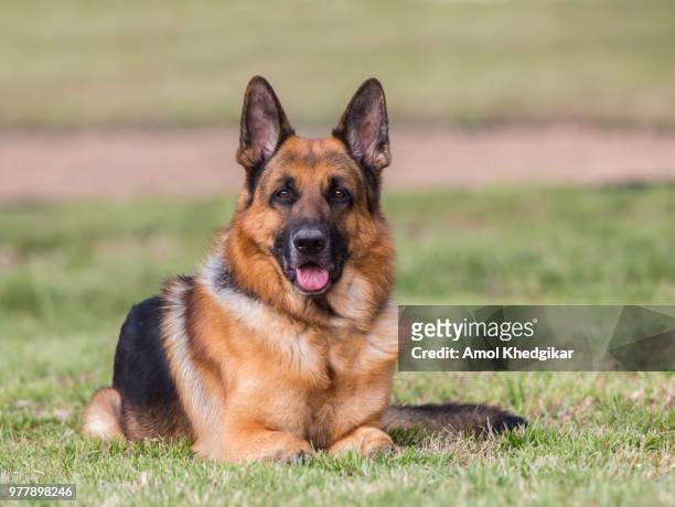 portrait of german shepherd dog lying on grass - alsation stockfoto's en -beelden