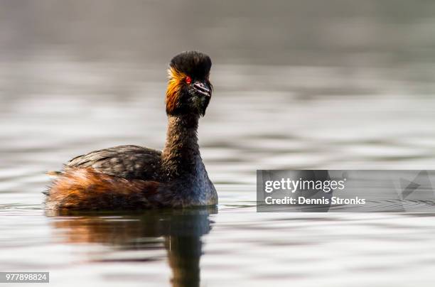 black-necked grebe calling - roodhalsfuut stockfoto's en -beelden