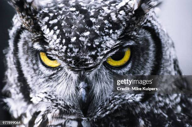 Angry Awl Angry Owl Photos and Premium High Res Pictures - Getty Images