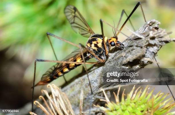 Webbed Legged Insect 1,572 Legs Perched Stock Photos, High-Res Pictures, and Images - Getty ...