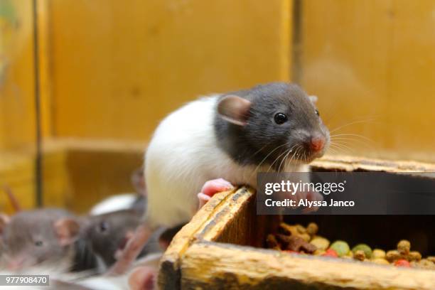 ratatouille - pet rat stock pictures, royalty-free photos & images