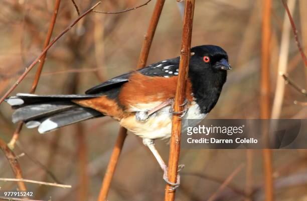 spotted towhee - towhee stock pictures, royalty-free photos & images