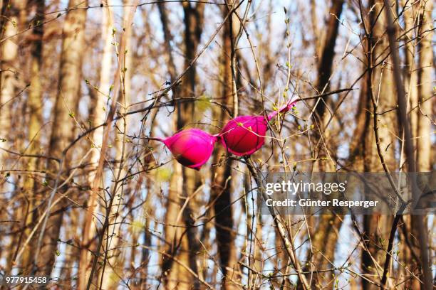 entdeckung im wald - entdeckung stock pictures, royalty-free photos & images