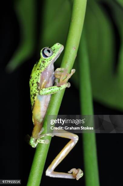 pole dancing! - rainette verte photos et images de collection