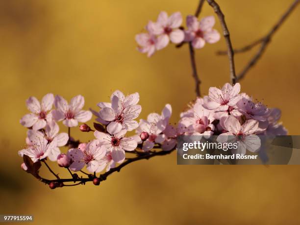 014 Spring Photos and Premium High Res Pictures - Getty Images