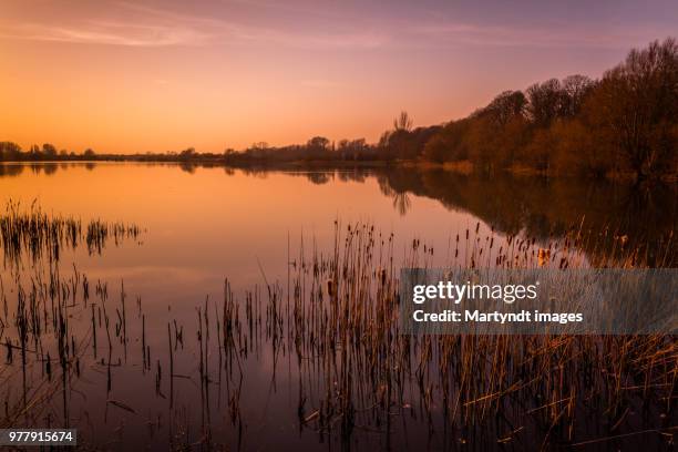Sunset Reeds 6,701 Reeds Sunset Stock Photos, High-Res Pictures, and Images - Getty ...