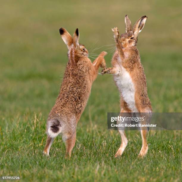 Hare Rabbit Fight Hares Fighting Photos and Premium High Res Pictures - Getty Images