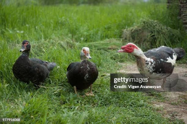 family portrait - free range ducks stock pictures, royalty-free photos & images