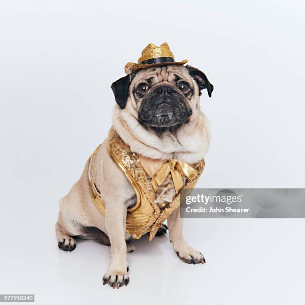 Doug the Pug poses at 2018 CMT Music Awards Show: Portrait Studio at Bridgestone Arena on June 6, 2018 in Nashville, Tennessee.