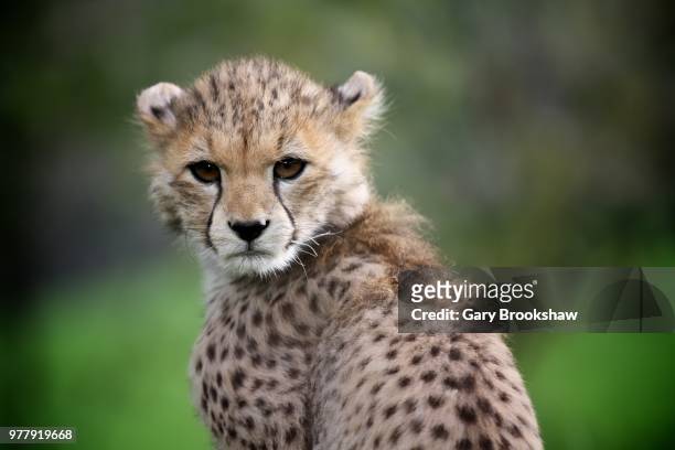 cheetah cub - cheetah cub stock pictures, royalty-free photos & images
