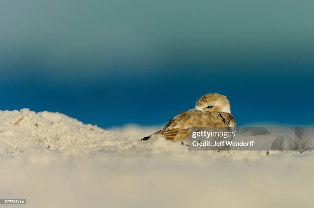 Snowy plover (Charadrius nivosus)