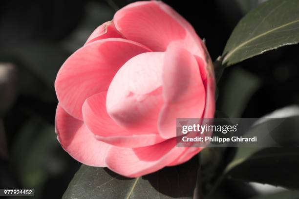 camelia, couleur d'antan - couleur stockfoto's en -beelden