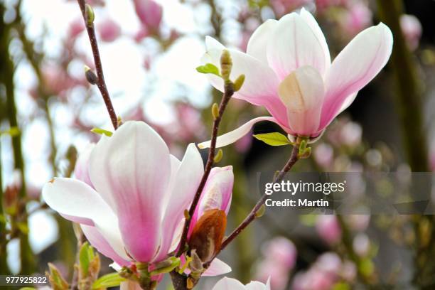 magnolie - magnolie stock pictures, royalty-free photos & images