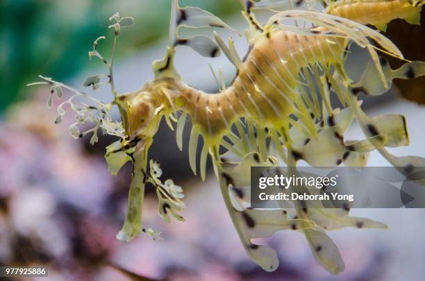 sea dragon - leafy seadragons fotografías e imágenes de stock