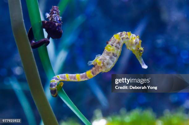 seahorse - seahorse stock pictures, royalty-free photos & images