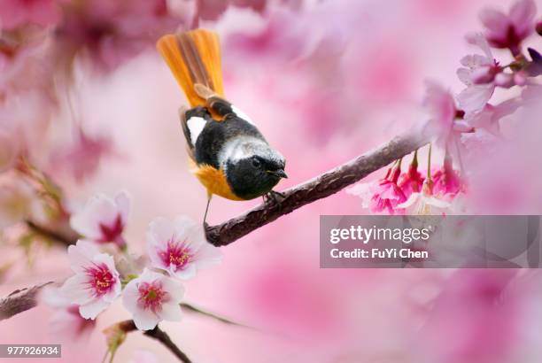 Daurian Rosa Daurian Photos and Premium High Res Pictures - Getty Images