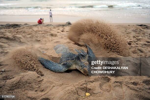 An Olive Ridley turtle digs in the sand to lay its eggs on Rushikulya beach, about 140 kilometres south west of Bhubaneshwar, on early March 17,...