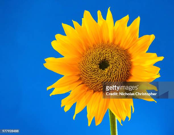 sun flower - nicholas christopher stock pictures, royalty-free photos & images