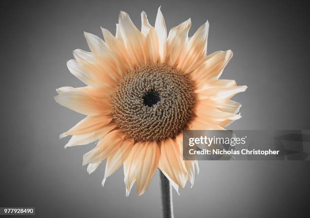 sun flower - nicholas christopher stock pictures, royalty-free photos & images