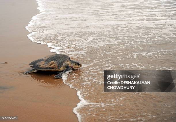 An Olive Ridley turtle retreats back to the water after laying eggs on Rushikulya beach, about 140 kilometres south west of Bhubaneshwar, on early...