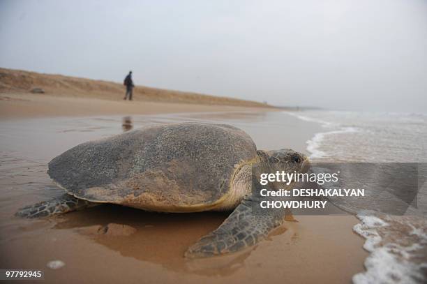 An Olive Ridley turtle retreats back to the water after laying eggs on Rushikulya beach, about 140 kilometres south west of Bhubaneshwar, on early...