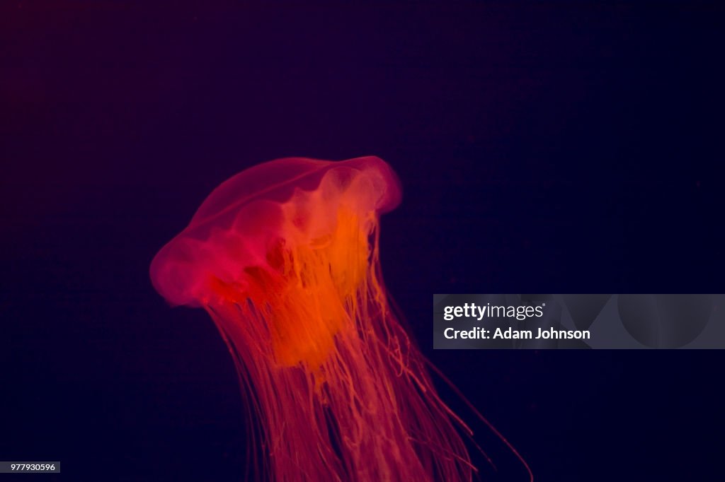 Red Jelly