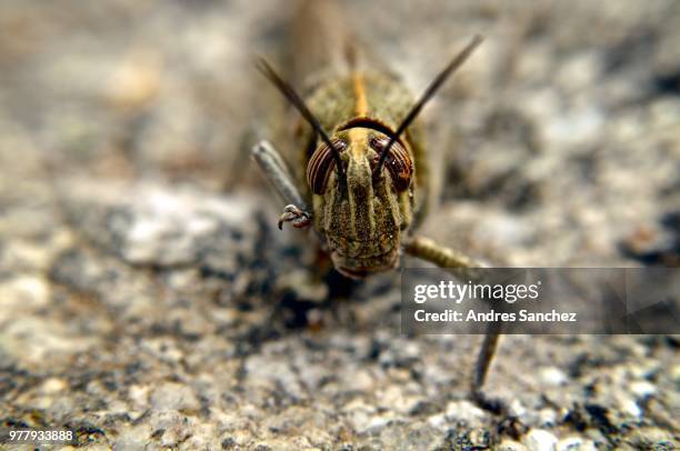 saltamontes - bruce lee - saltamontes stock pictures, royalty-free photos & images