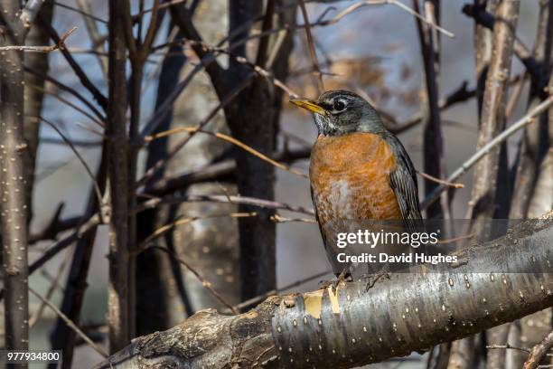 Robbin Spring American Robin Spring Photos and Premium High Res Pictures - Getty Images