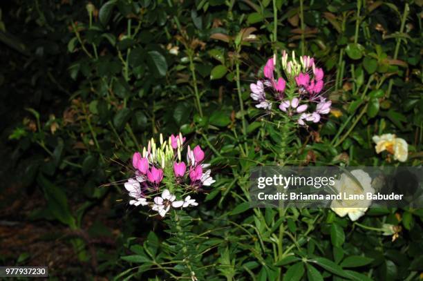 Multiplied By Photos And Premium High Res Pictures Getty Images multiplied-by-photos-and-premium-high-res-pictures-getty-images