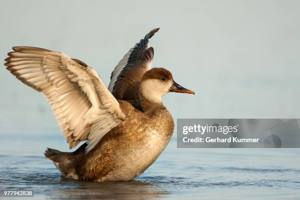 red-crested pochard (netta rufina) on water flapping wings, nationalpark neusiedlersee, austria - rufina stock pictures, royalty-free photos & images