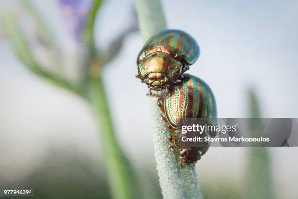 chrysolina (taeniochrysea) americana - chrysolina stock pictures, royalty-free photos & images